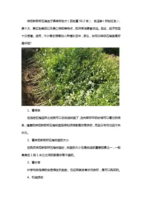 突尼斯软籽石榴苗如何分辨好坏