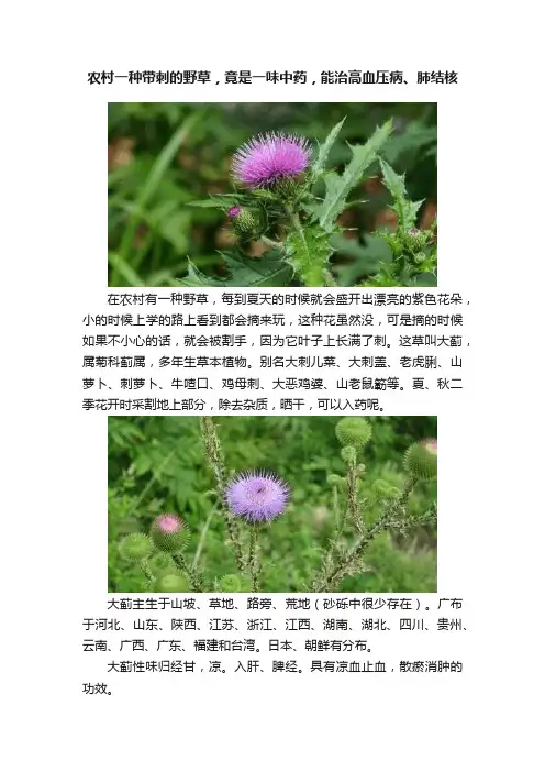 农村一种带刺的野草，竟是一味中药，能治高血压病、肺结核