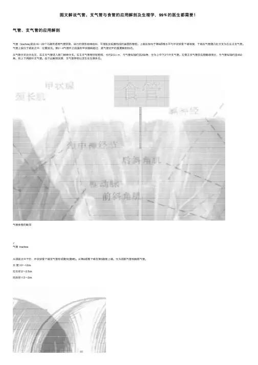 图文解说气管、支气管与食管的应用解剖及生理学，99﹪的医生都需要！