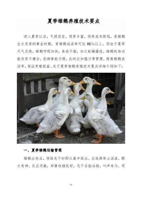 夏季雏鹅养殖技术要点