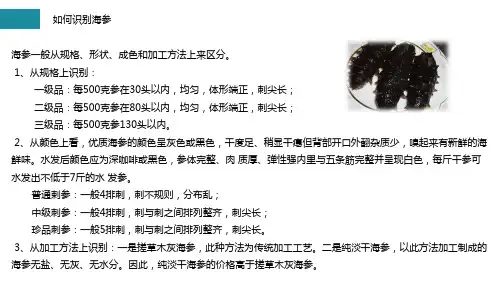 如何识别海参