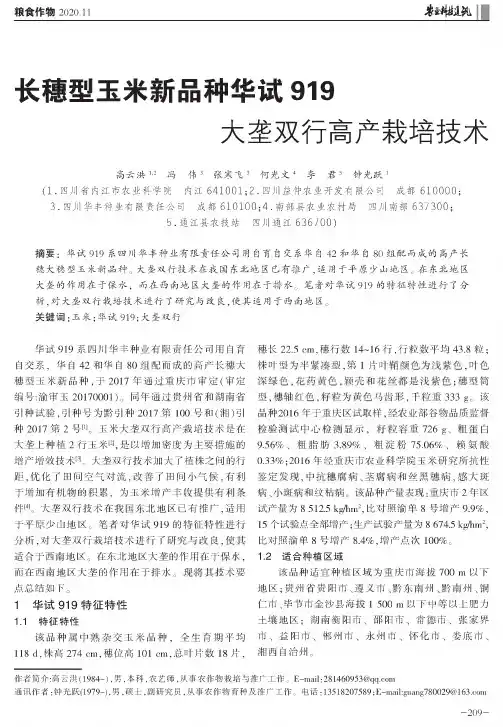 长穗型玉米新品种华试919大垄双行高产栽培技术