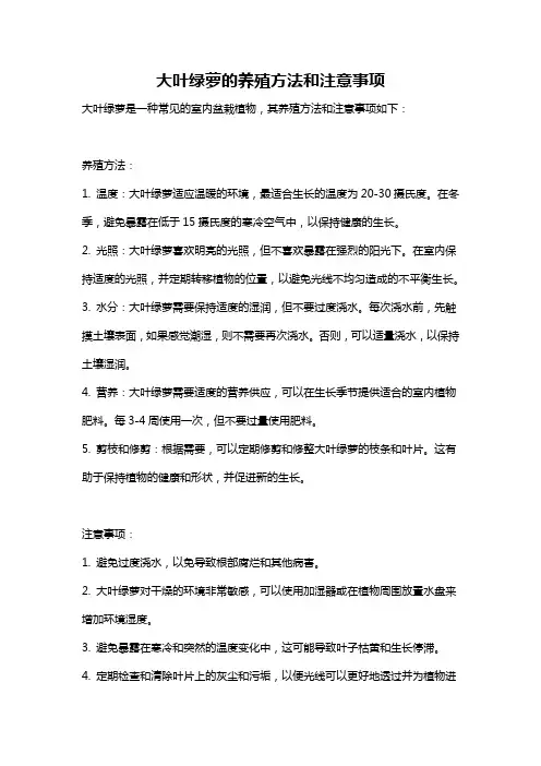 大叶绿萝的养殖方法和注意事项