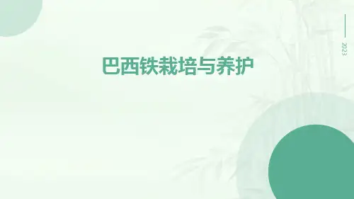 巴西铁栽培与养护