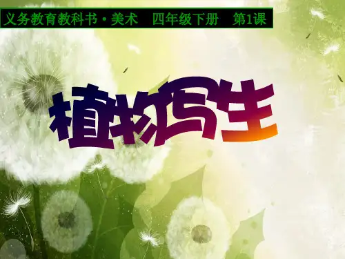 小学美术人美四年级下册植物写生《植物写生》课件