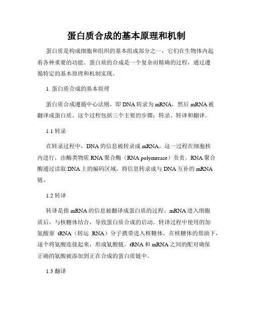 蛋白质合成的基本原理和机制