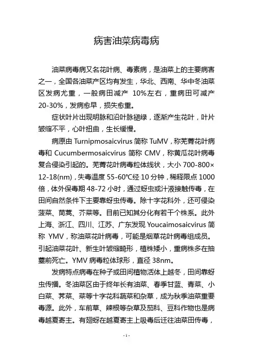 病害油菜病毒病