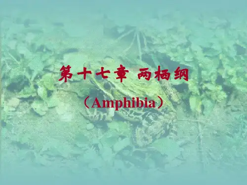 第十七章 两栖纲