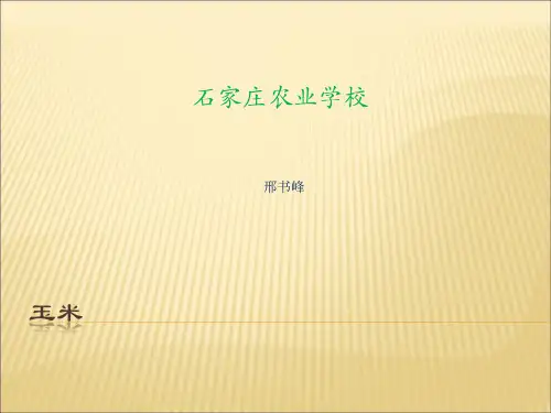 农作物生产技术课件 玉米