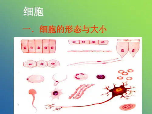 生物课件——细胞与基本组织