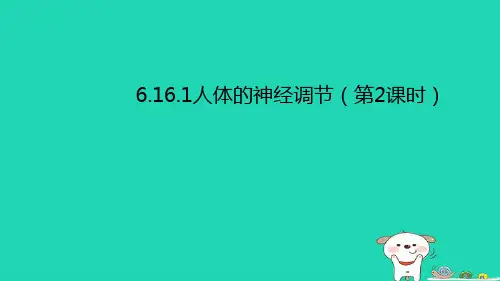 八年级生物上册人体的神经调节(第2课时)课件(新版)苏科版