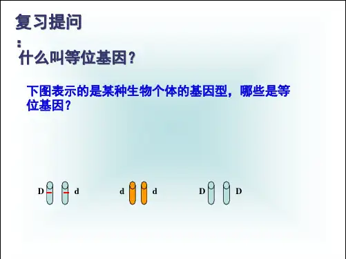 高一生物：32基因自由组合定律》课件(共32张PPT)