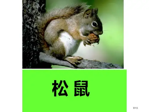 10-松鼠和松果-上课用市公开课金奖市赛课一等奖课件