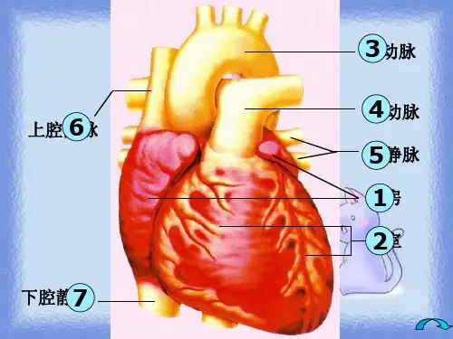 生物七下《血液循环》ppt(1)