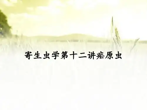 寄生虫学第十二讲疟原虫