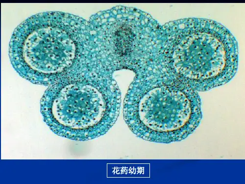 实验06：藻类I