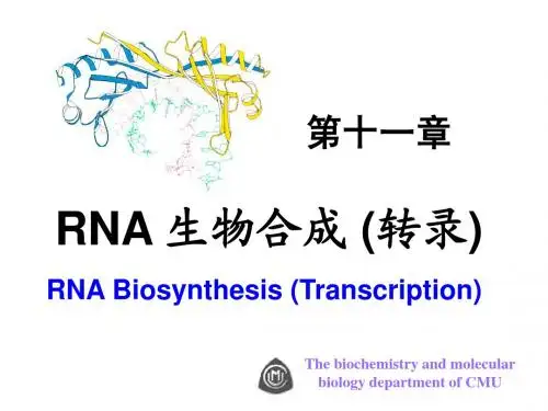 分子生物学——转录