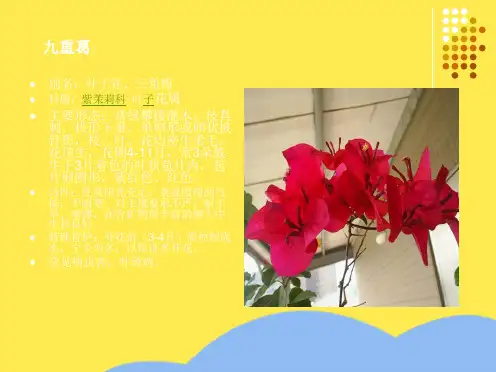 重庆常见植物--滕蔓植物(共9张PPT)