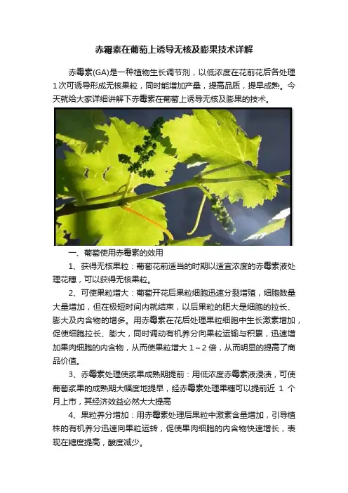 赤霉素在葡萄上诱导无核及膨果技术详解