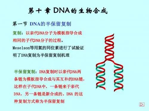 DNA的生物合成