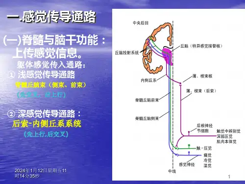[临床医学]神经系统感觉运动