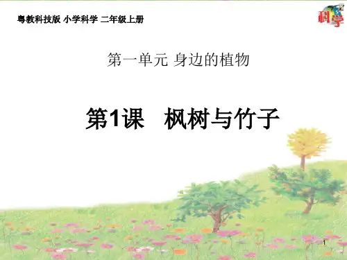 [精选]二年级上册科学课件 - 第1课《枫树与竹子》粤教版