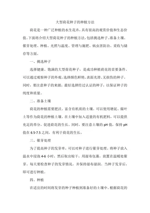 大型荷花种子的种植方法