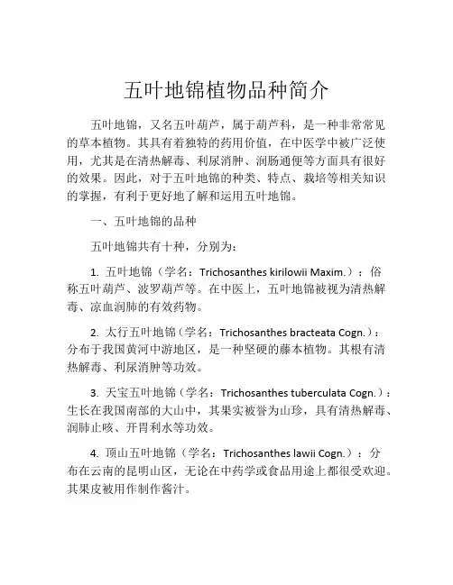 五叶地锦植物品种简介