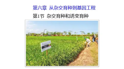 人教版生物必修二第六章第一节-杂交育种和诱变育种