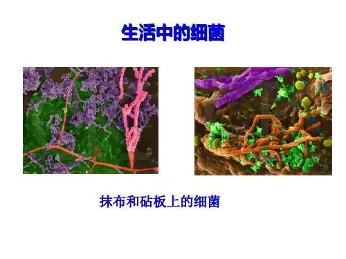人教八上生物课件：5.细菌课件(人教版生物)