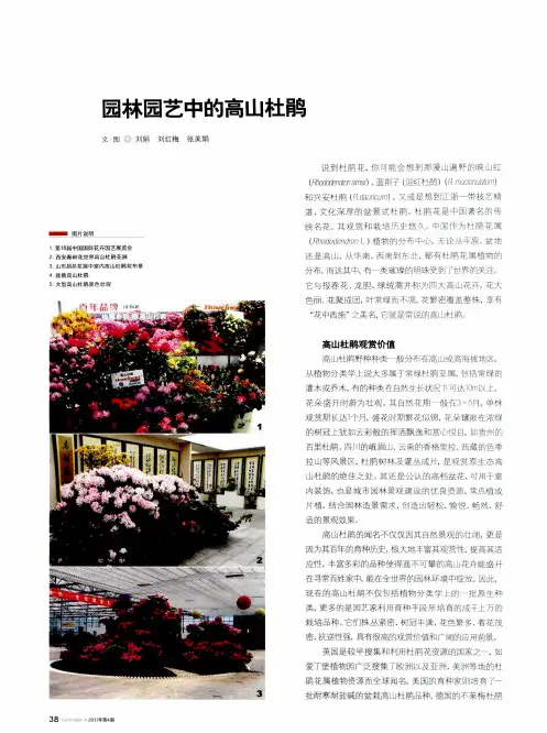 园林园艺中的高山杜鹃