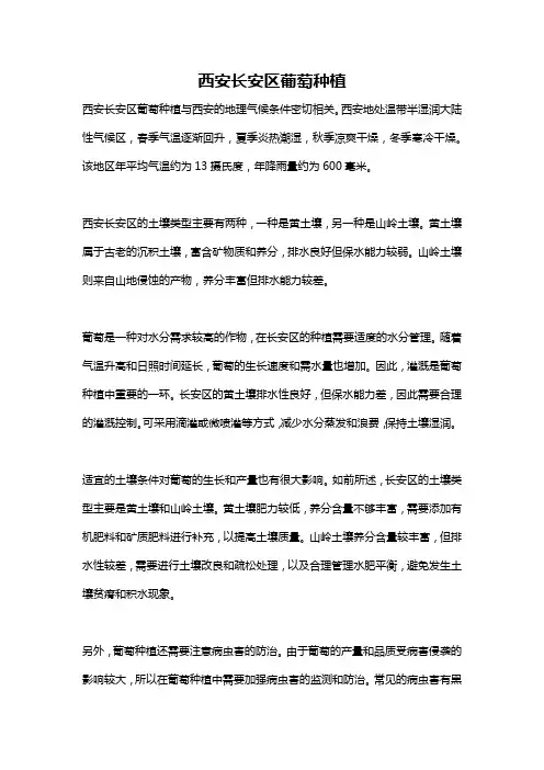 西安长安区葡萄种植