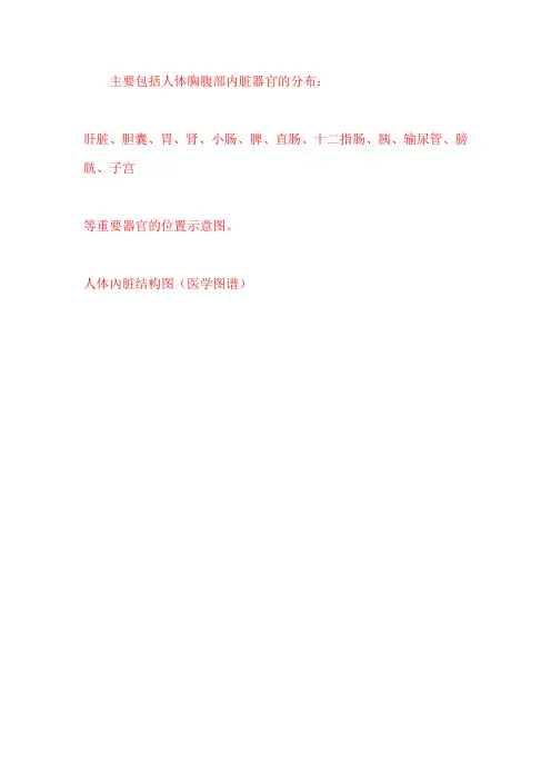 人体内脏及骨骼分布图——组图,一看明了