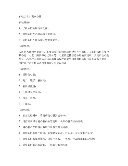 观察心脏的实验报告