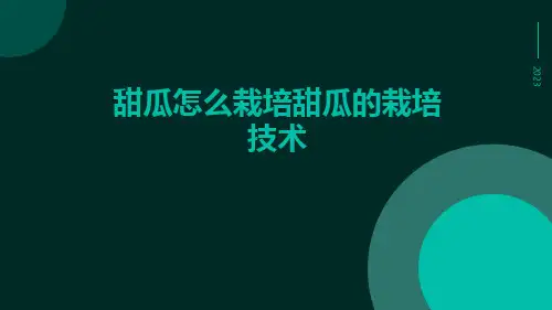 甜瓜怎么栽培甜瓜的栽培技术