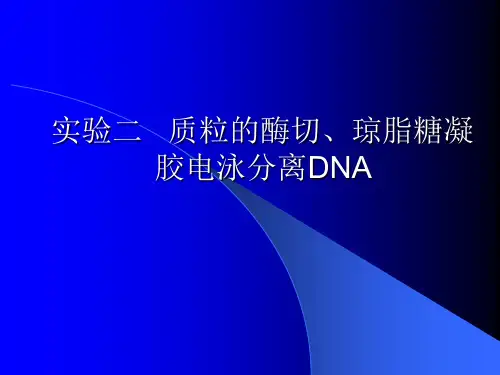质粒的酶切—琼脂糖凝胶电泳分离DNAppt课件