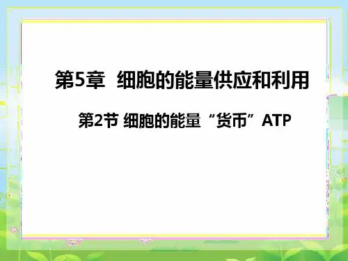 5.2细胞的能量“货币”ATP课件(共20张PPT)