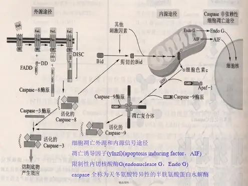 第十四章细胞分化与基因表达调控