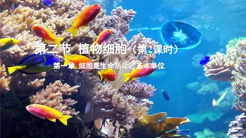 第二节植物细胞(第2课时)课件-人教版生物七年级上册