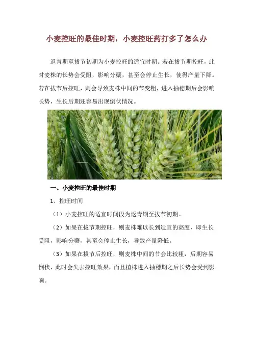 小麦控旺的最佳时期,小麦控旺药打多了怎么办