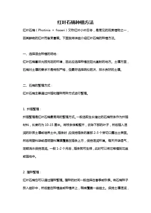 红叶石楠种植方法
