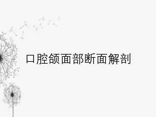 口腔颌面部断面解剖