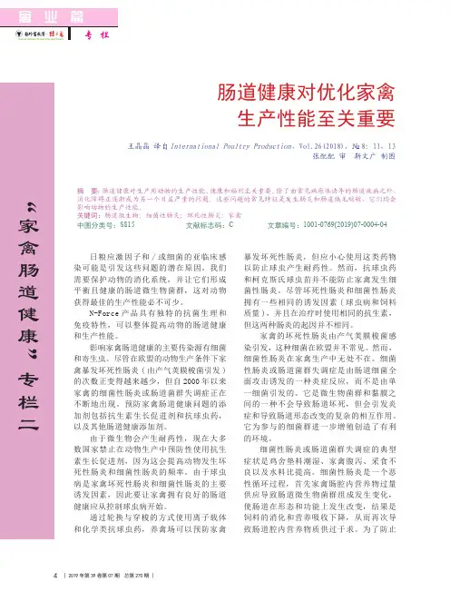 肠道健康对优化家禽生产性能至关重要