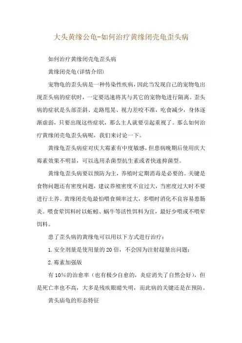 大头黄缘公龟-如何治疗黄缘闭壳龟歪头病