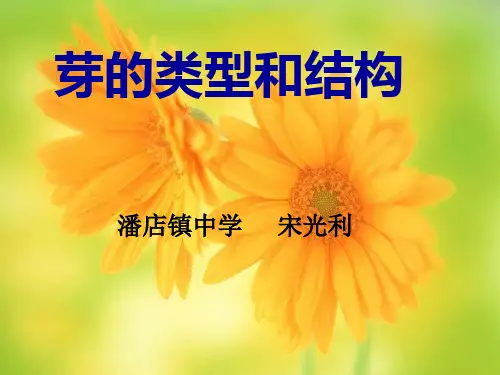 芽的类型和结构