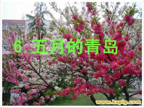 6五月的青岛
