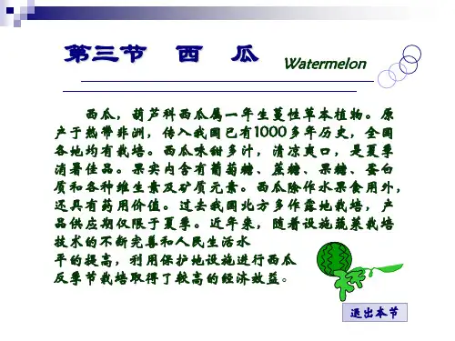 蔬菜栽培学第五章第三节西瓜ppt课件