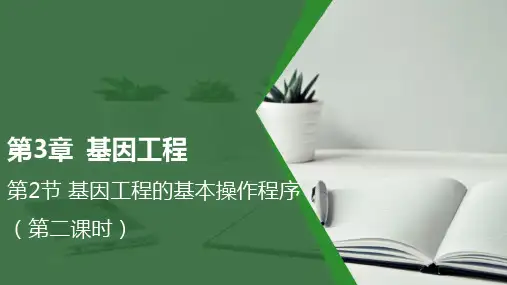 基因工程的基本操作程序(第二课时)课件-高二生物人教版(2019)选择性必修3
