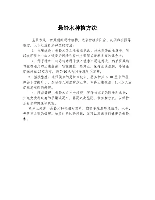 悬铃木种植方法