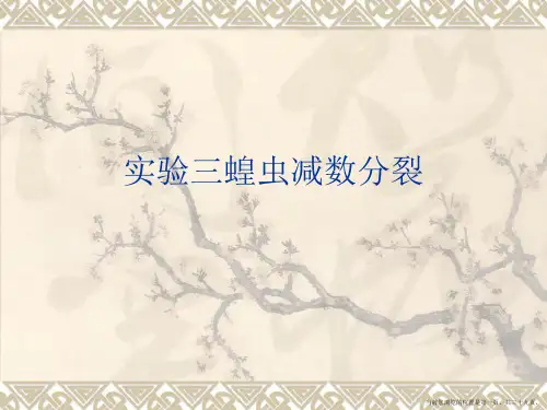 实验三蝗虫减数分裂